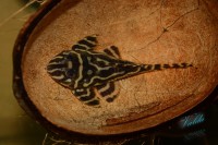 /album/fotogalerie-hypancistrus-sp-l-173/dsc-26512-jpg/