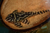 /album/fotogalerie-hypancistrus-sp-l-173/dsc-2652-jpg/
