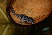 /album/fotogalerie-hypancistrus-sp-l-173/dsc-26472-jpg/