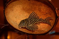 /album/fotogalerie-hypancistrus-sp-l-236/dsc-2195-jpg/