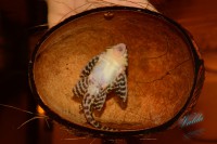 /album/fotogalerie-hypancistrus-sp-l-236/dsc-2199-jpg/