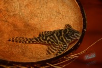 /album/fotogalerie-hypancistrus-sp-l-236/dsc-2164-jpg/