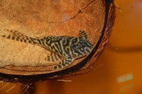 /album/fotogalerie-hypancistrus-sp-l-236/dsc-2252-jpg/