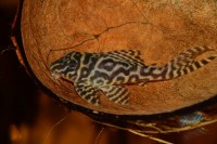 /album/fotogalerie-hypancistrus-sp-l-236/dsc-2256-jpg/