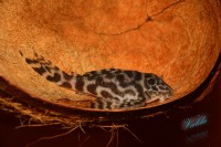 /album/fotogalerie-hypancistrus-sp-l-236/dsc-2176-jpg/