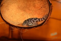 /album/fotogalerie-hypancistrus-sp-l-236/dsc-2211-jpg/