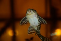 /album/fotogalerie-hypancistrus-sp-l-236/dsc-2223-jpg/