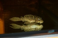 /album/fotogalerie-hypancistrus-sp-l-236/dsc-2227-jpg/