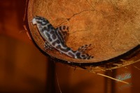 /album/fotogalerie-hypancistrus-sp-l-236/dsc-2266-jpg/