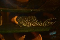 /album/fotogalerie-hypancistrus-sp-l-236/dsc-1385-jpg/