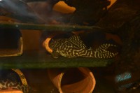 /album/fotogalerie-hypancistrus-sp-l-236/dsc-1421-jpg/