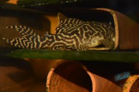 /album/fotogalerie-hypancistrus-sp-l-236/dsc-2699-jpg/