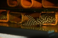 /album/fotogalerie-hypancistrus-sp-l-236/dsc-1823-jpg/