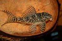 /album/fotogalerie-hypancistrus-sp-l-236/dsc-2383-jpg/