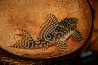 /album/fotogalerie-hypancistrus-sp-l-236/dsc-2385-jpg/