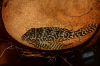 /album/fotogalerie-hypancistrus-sp-l-236/dsc-2391-jpg/
