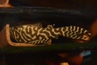 /album/fotogalerie-hypancistrus-sp-l-236/dsc-2729-jpg/